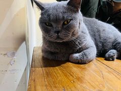 -猫小院猫主题餐厅(南锣旗舰店)