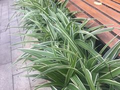 -星巴克(成都科学城店)