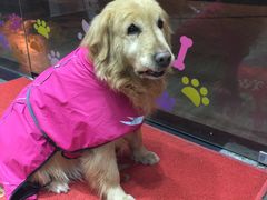 -暖阳宠物医院·犬猫康复中心·骨科