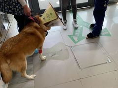 -爱侣宠医·鹦鹉专科·小型哺乳类·异宠专科(灵石路店)