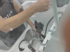 -爱洗澡的猫(望京店)