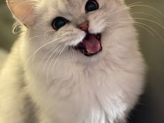 -猫大福·Fortune Cat猫舍(百子湾店)