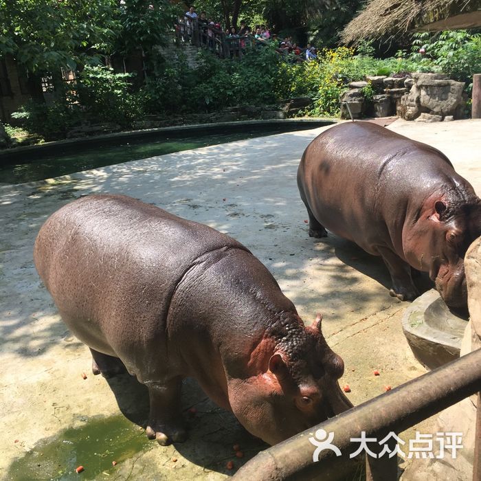 重慶動物園圖片-北京動物園-大眾點評網