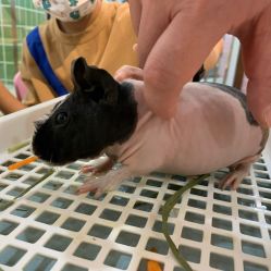 -Moni星球萌宠·小马宝莉·灵蛇·高端高阶全萌宠互动体验俱乐部(红豆国际广场店)