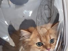 -伟伟宠物医院·瑞派猫友好医院·猫科(光谷店)