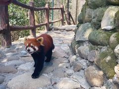 -都江堰中华大熊猫苑