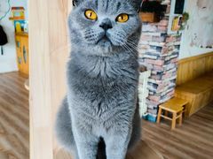 -猫的茶·猫咖