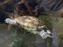 -迪拜水族馆及水下动物园