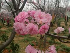 -天适樱花悠乐园