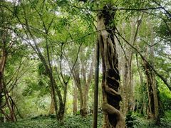 -中国科学院西双版纳热带植物园