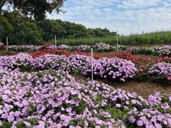 -松山湖梦幻百花洲