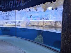 -海合安青岛极地海洋公园