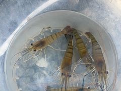 -DGE季风钓虾营地·团建·聚会