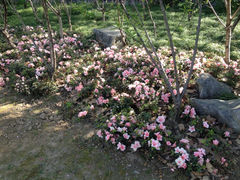 iphone_upload_pic-上海市龙华烈士陵园