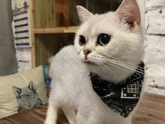 -猫色咖啡·猫咖
