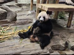 -广州长隆野生动物世界