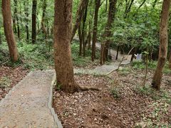 -上海佘山国家森林公园天马山园