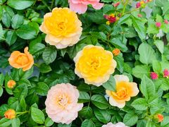 -金陵花卉交易市场