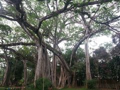 -瑞丽独树成林风景区