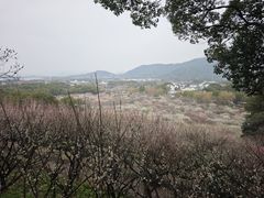 -香雪海