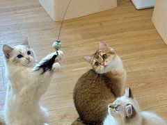 -有喵·猫咖·狗咖·30几只猫10只小狗(岗厦店)