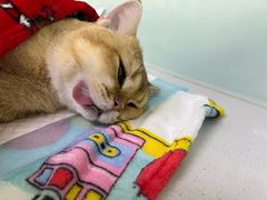 -达爱动物医院·犬猫分区·CT·复杂眼科(远洋山水分院)