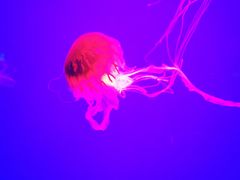 -多彩贵州城极地海洋世界