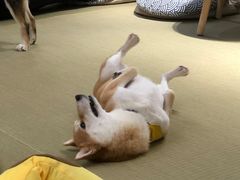 -逗柴咖啡屋·狗咖猫咖宠物桌游