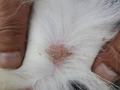 -安安宠物医院(情缘分院)