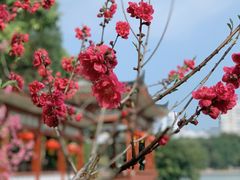 -西湖公园(鼓楼区)