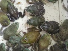 -费明中罗非鱼(大石坝店)
