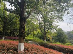 -重庆园博园