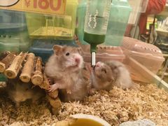 -龙猫仔乐园(惠福东路店)