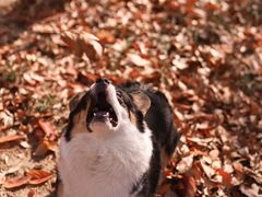 -济南国际园博园