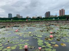 -莲花池公园