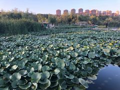 -前关湿地公园