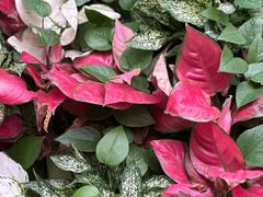 -北京植物园-展览温室