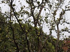 -虹迎轩·中餐厅(虹桥迎宾馆店)