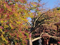 -风云岭森林公园