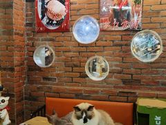 -豆逗聊愈猫阁Easy Life