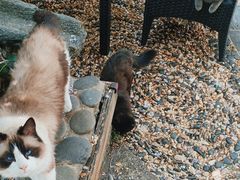 -喵屿·大理花园猫咖