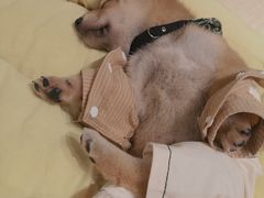 -逗柴咖啡屋·狗咖猫咖宠物桌游