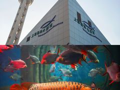 -上海海洋水族馆