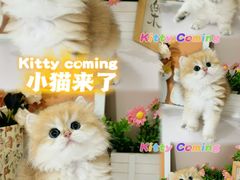 -小猫来了·猫舍(红山六九七九店)
