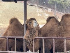 -沈阳森林动物园