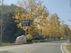 -千年银杏谷文化旅游区