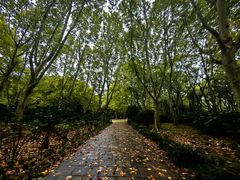 -上海共青森林公园