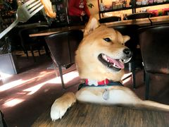 -百好乐宠物友好餐厅(朝外大街店)