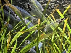 -上海海洋水族馆