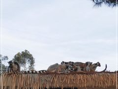 -泉州海丝野生动物世界